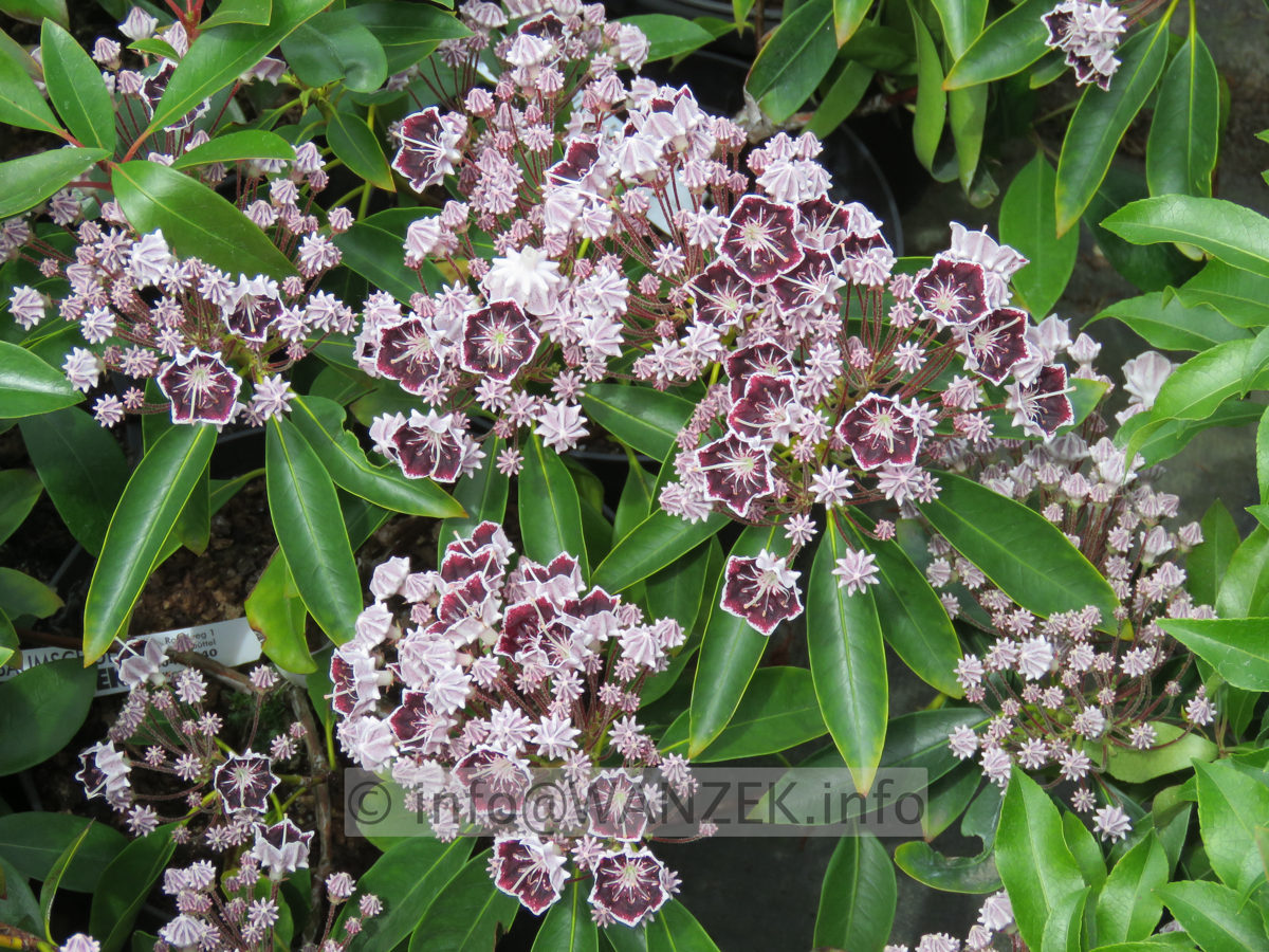 Kalmia latifolia Mitternacht 01.JPG